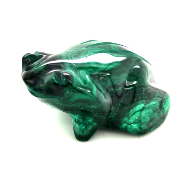 Grenouille malachite 2_LAmeEthisme86