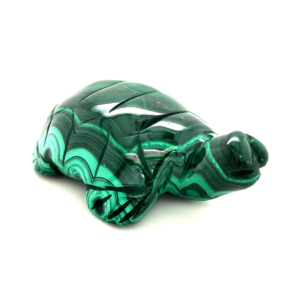 Tortue malachite 1_LAmeEthisme86