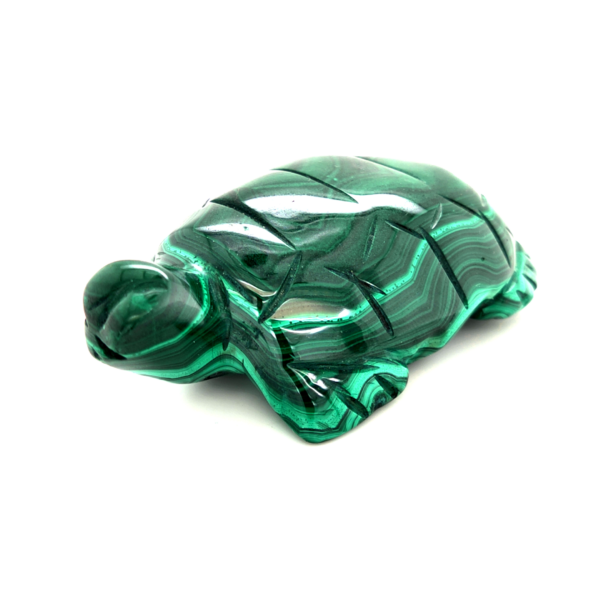 Tortue malachite 1_LAmeEthisme86 (2)