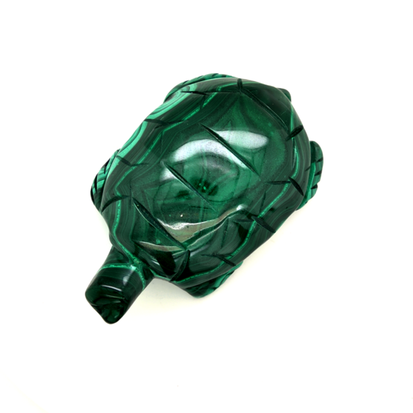 Tortue malachite 1_LAmeEthisme86