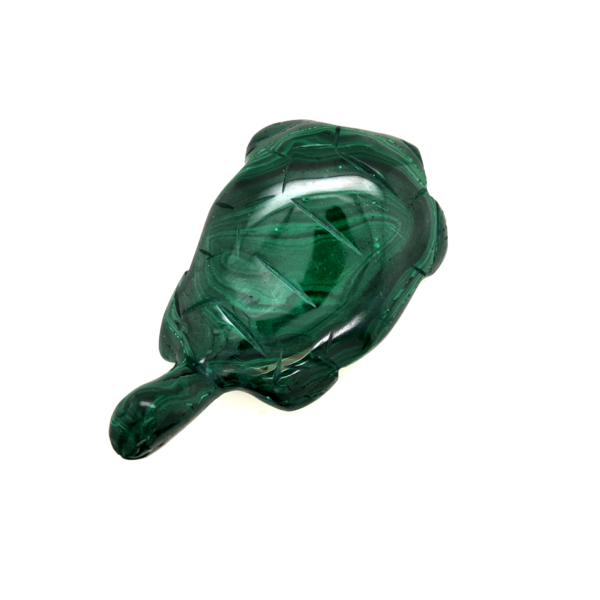 Tortue malachite 2_ LAmeEthisme86