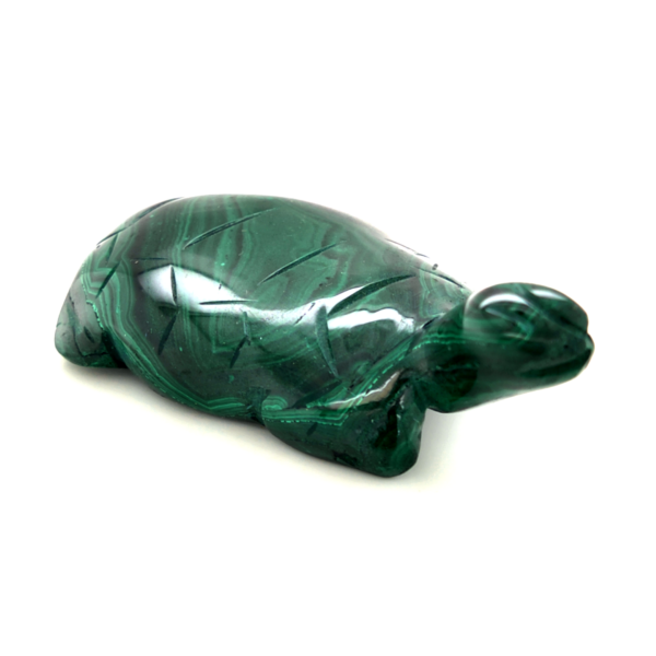 Tortue malachite 2_LAmeEthisme86