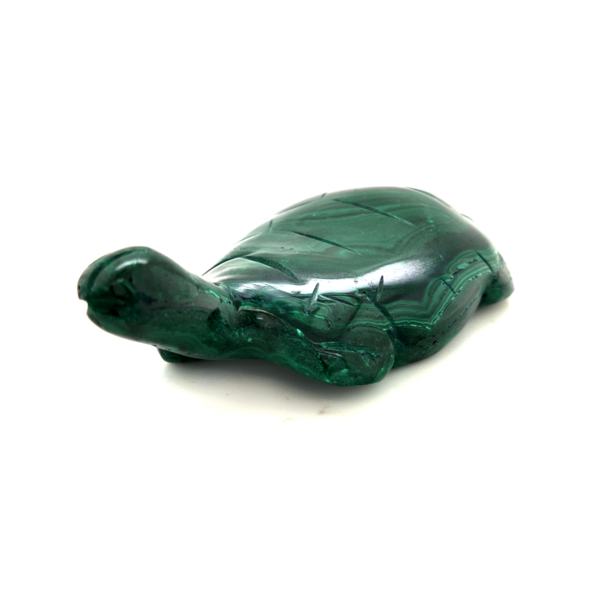 Tortue malachite 2_LAmeEthisme86