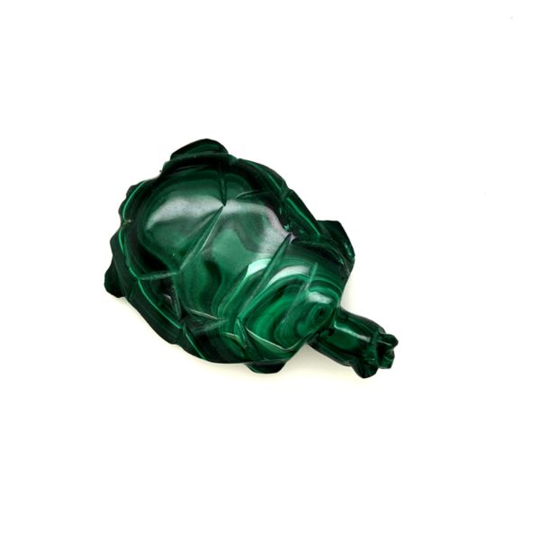 Tortue malachite 3_ LAmeEthisme86