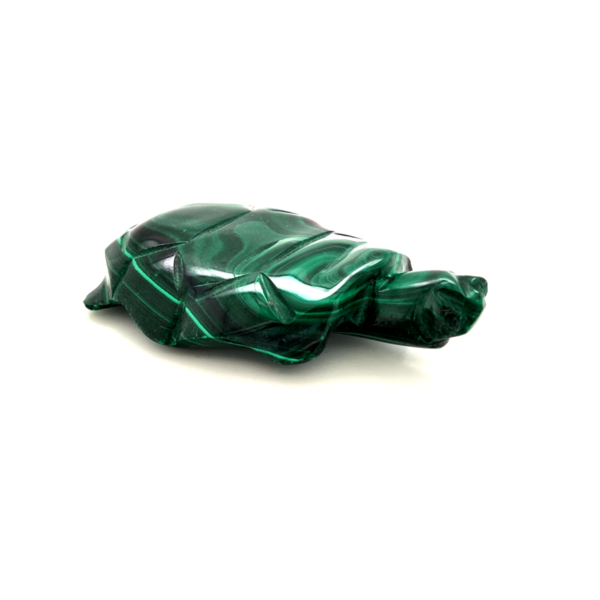 Tortue malachite 3_LAmeEthisme86