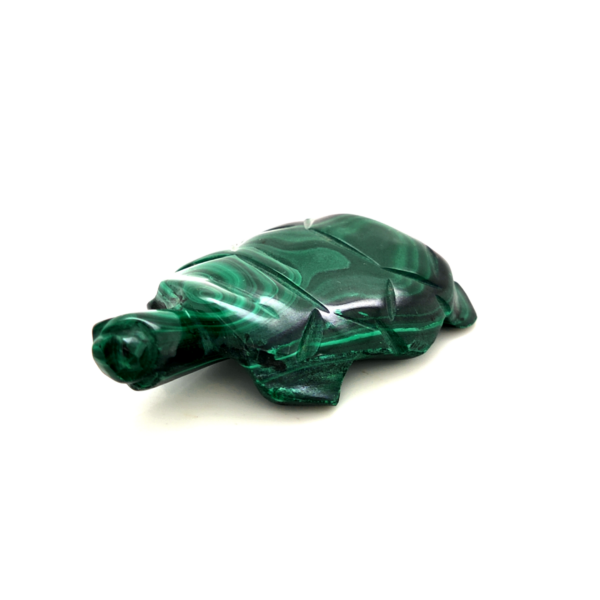 Tortue malachite 3_LAmeEthisme86